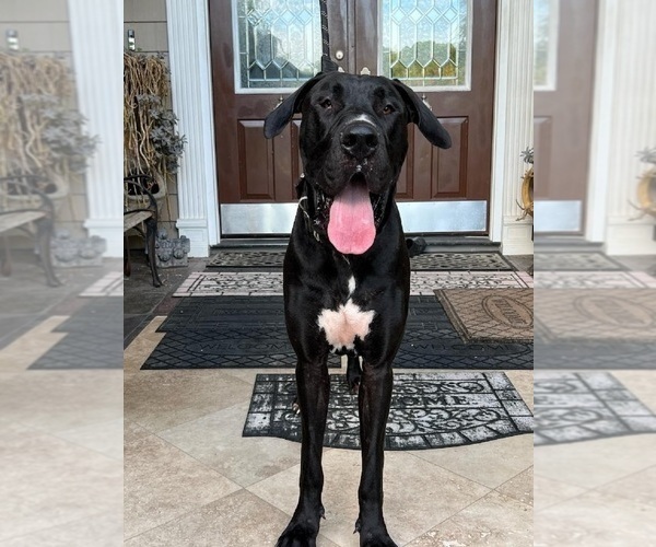 Medium Photo #4 Great Dane Puppy For Sale in CANTONMENT, FL, USA