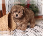 Small Photo #3 Shih-Poo Puppy For Sale in NAPLES, FL, USA
