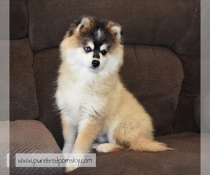 Pomsky Puppy for sale in KANSAS CITY, MO, USA