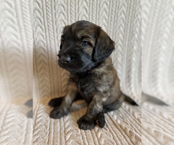 Medium Photo #3 Saint Berdoodle Puppy For Sale in ELK RIVER, MN, USA