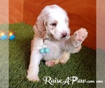 Small Photo #3 Goldendoodle-Poodle (Standard) Mix Puppy For Sale in OVERGAARD, AZ, USA