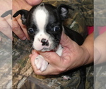Puppy 2 Boston Terrier