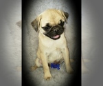 Small Photo #3 Pug Puppy For Sale in LOUISE, TX, USA
