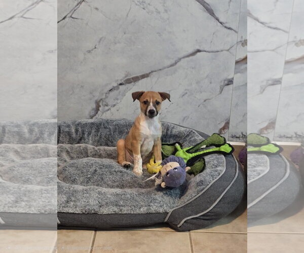 Medium Photo #7 Jack Russell Terrier-Parson Russell Terrier Mix Puppy For Sale in Sanford, FL, USA