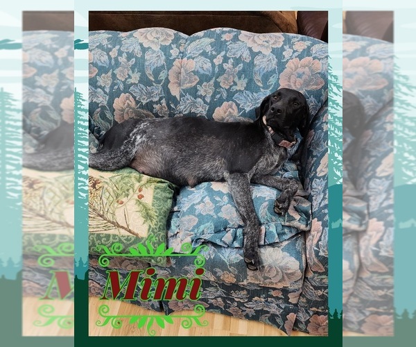 Medium Photo #1 German Shorthaired Pointer Puppy For Sale in MOYIE SPRINGS, ID, USA