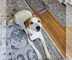 Small #50 Great Pyrenees Mix