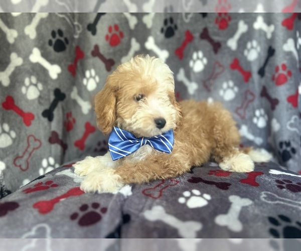 Medium Photo #6 Cavapoo Puppy For Sale in LAKELAND, FL, USA