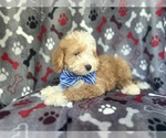 Small #5 Cavapoo