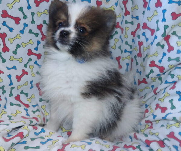 Medium Photo #1 Pomeranian Puppy For Sale in PATERSON, NJ, USA