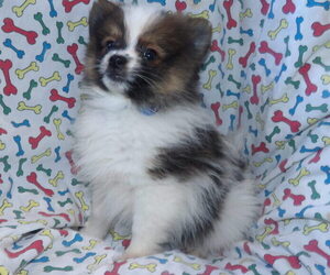 Medium Pomeranian