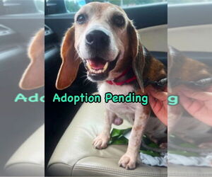 Beagle Dogs for adoption in Dunnellon, FL, USA