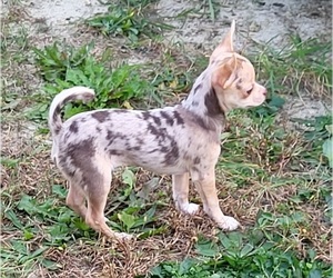Chihuahua Puppy for sale in BLUE RIVER, WI, USA