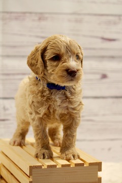 Medium Photo #1 Australian Labradoodle Puppy For Sale in WACO, TX, USA