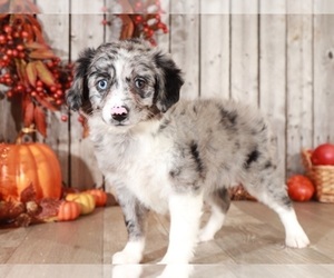 Aussie-Poo Puppy for sale in MOUNT VERNON, OH, USA