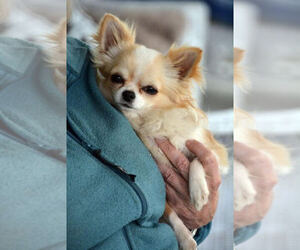 Chihuahua Puppy for sale in NEWVILLE, PA, USA