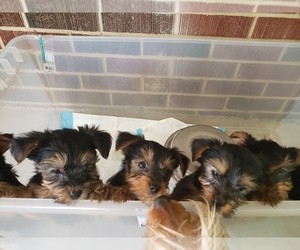 Yorkshire Terrier Puppy for sale in SANDY RIDGE, NC, USA