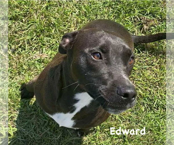 Medium Photo #2 Mutt Puppy For Sale in Ridgefield, CT, USA