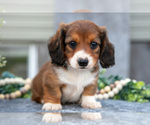Small Photo #7 Dachshund Puppy For Sale in ELIZABETHTOWN, PA, USA