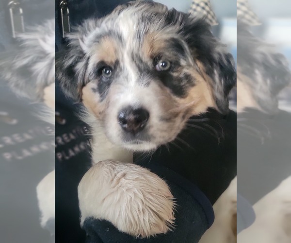 Medium Photo #4 Australian Shepherd Puppy For Sale in MANCHESTER, NH, USA