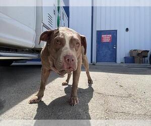 American Pit Bull Terrier Dogs for adoption in Bakersfield, CA, USA