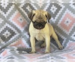 Small Photo #3 Pug Puppy For Sale in LAKELAND, FL, USA