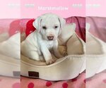 Small Photo #1 American Pit Bull Terrier-Chihuahua Mix Puppy For Sale in OKLAHOMA CITY, OK, USA