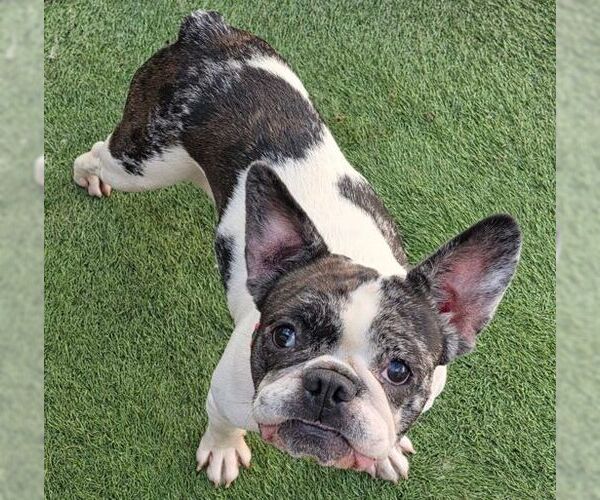 Medium Photo #7 Faux Frenchbo Bulldog Puppy For Sale in Tustin, CA, USA