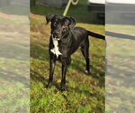 Small Photo #5 Mutt Puppy For Sale in Jackson, MS, USA