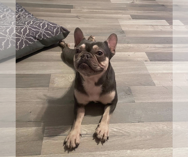 Medium Photo #3 French Bulldog Puppy For Sale in COVINGTON, GA, USA
