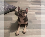 Small Photo #3 French Bulldog Puppy For Sale in COVINGTON, GA, USA