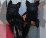 Small #2 German Shepherd Dog