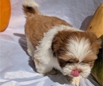 Small #6 Shih Tzu
