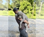Small Photo #164 Great Dane Puppy For Sale in SPRAGGS, PA, USA