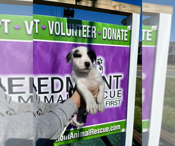 Medium Photo #2 Boxer-Unknown Mix Puppy For Sale in Mooresville, NC, USA