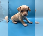 Small Photo #11 Chiweenie Puppy For Sale in SAINT AUGUSTINE, FL, USA