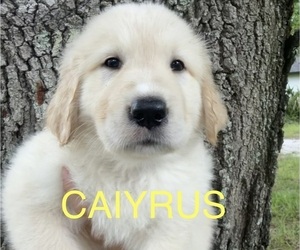 Golden Pyrenees Puppy for sale in NAPLES, FL, USA
