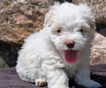 Small #1 Havanese