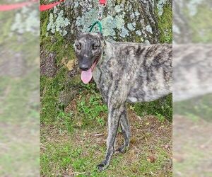 Greyhound Dogs for adoption in Cherry Hill, NJ, USA