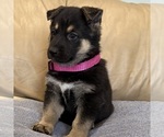 Small #17 German Shepherd Dog