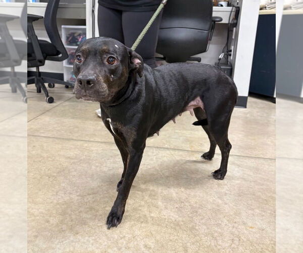 Medium Photo #3 American Staffordshire Terrier-Unknown Mix Puppy For Sale in Pierceton , IN, USA