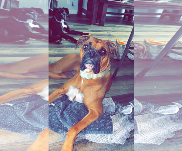 Medium Photo #2 Boxer Puppy For Sale in Woodbury, MN, USA