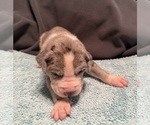 Small #4 Great Dane