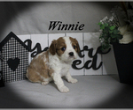 Small #13 Cavalier King Charles Spaniel