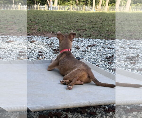 Medium Photo #8 American Pit Bull Terrier-Unknown Mix Puppy For Sale in Holly Springs, NC, USA