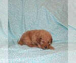 Small #9 Goldendoodle (Miniature)