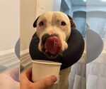Small #6 American Pit Bull Terrier-American Staffordshire Terrier Mix