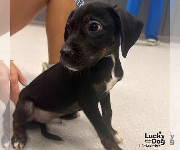 Medium Photo #3 Dachsador Puppy For Sale in Washington, DC, USA