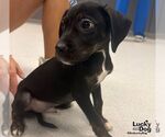 Small #2 Dachsador