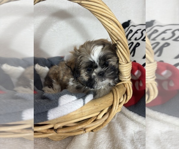 Medium Photo #2 Shih Tzu Puppy For Sale in GREENFIELD, IN, USA