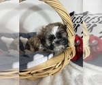 Small #1 Shih Tzu